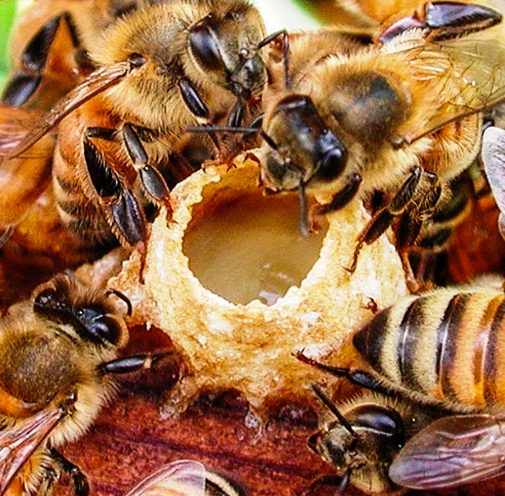 honey bee royal jelly