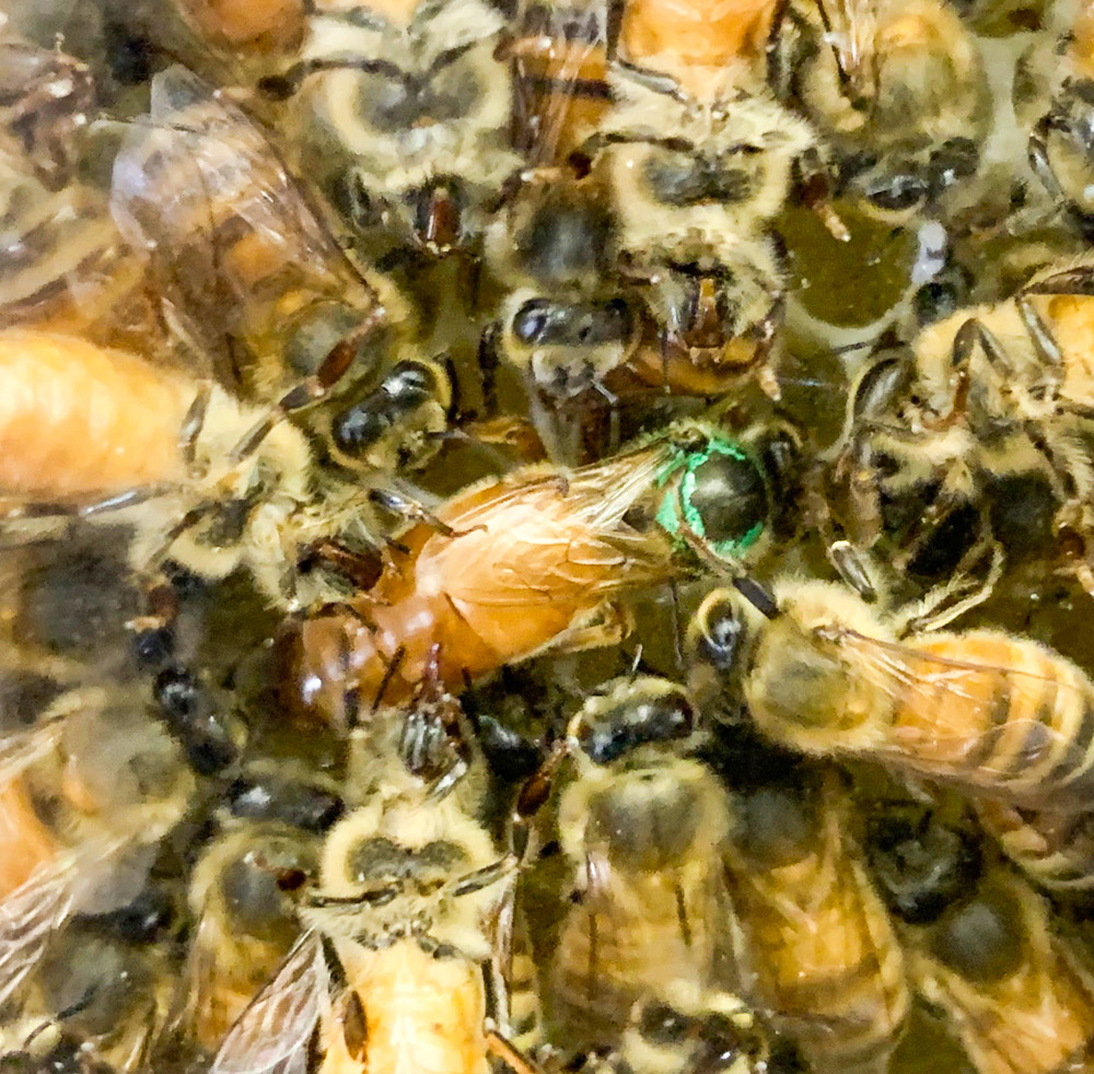 Honey Queen Bees - Multi 1 Pound